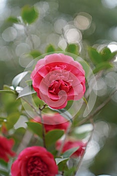 Red Camellia Flowers In Bloom on plant.