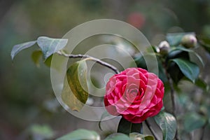 Red Camellia Flowers In Bloom on plant.