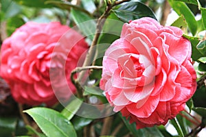 Red Camellia flowers with raindrop