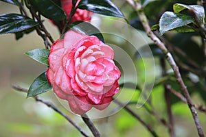 Red Camellia flowers with raindrop
