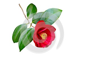 Red camellia japanese branch with flower isolated on white