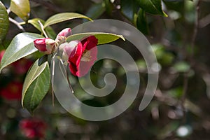 Red camellia japonica