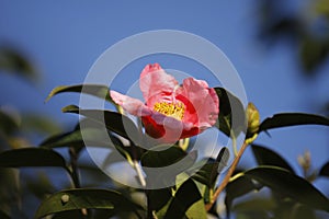 Red Camellia, Japonica with yellow pistil blue sky background
