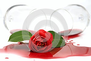 Red camellia in spilled wine