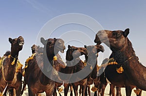 Red camels