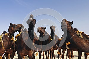 Red camels