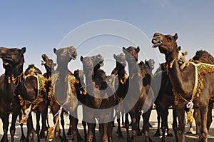 Red camels