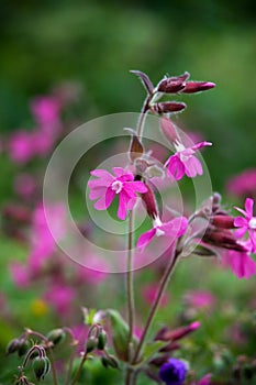 Red campion photo