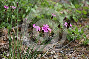 Red Campion