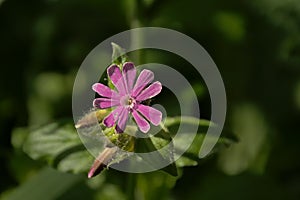 red campion flower closeup - Silene dioica