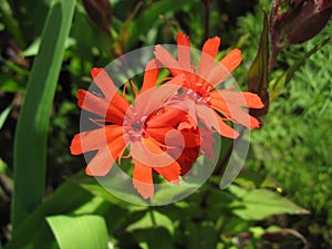 Red campion flower (Lychnis haageana) photo