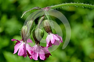 Red campion flowers