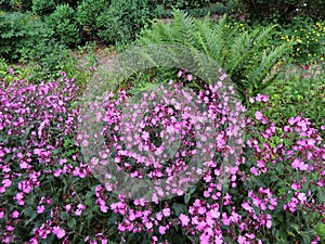 Red campion or red catchfly in the garden