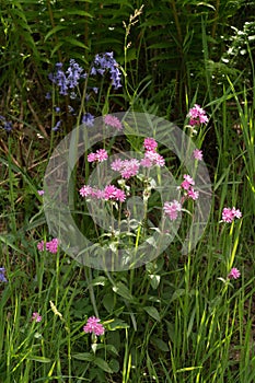 Red Campion, Silene dioica clairy, flowering near Bala, Gwynedd, Wales