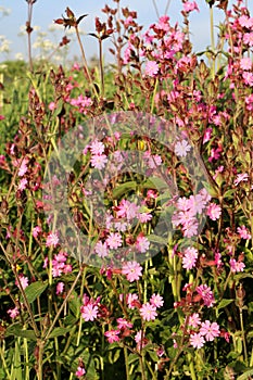 Red Campion, silene dioica, flowering at roadside photo