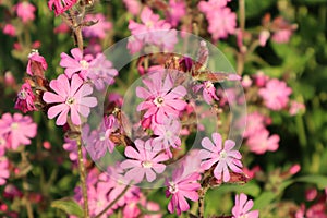 Red Campion, silene dioica, flowering at roadside photo