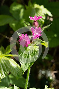 Red Campion, Silene dioica, growing in springtime in Surrey