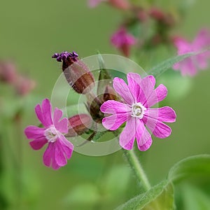 Red campion (Silene dioica) photo