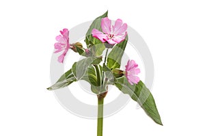 Red Campion photo