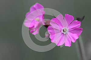 Red campion Silene doica