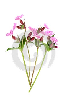 Red Campion Summer Wildflower Plant