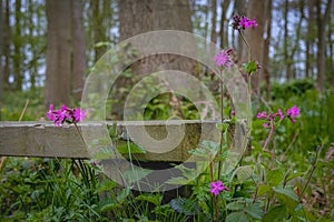 Red campion and wild flowers around a bench in the woods.