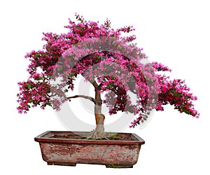 Red camwood bonsai