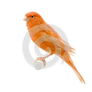 Red canary on its perch