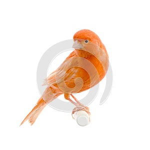 Red canary on its perch