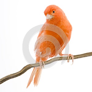 Red canary on its perch