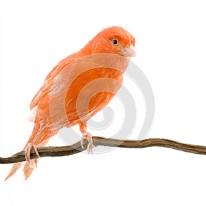 Red canary on its perch