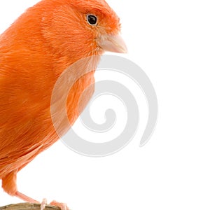 Red canary on its perch