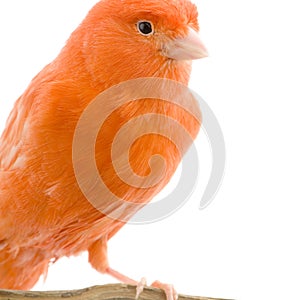 Red canary on its perch