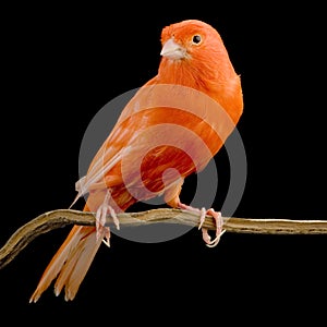 Red canary on its perch