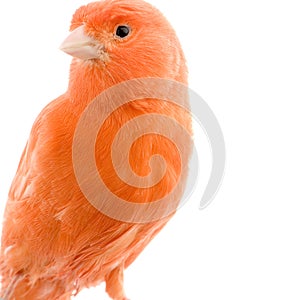 Red canary on its perch