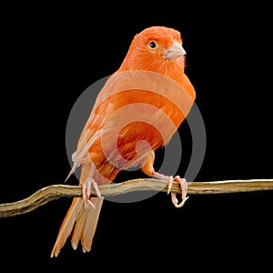 Red canary on its perch