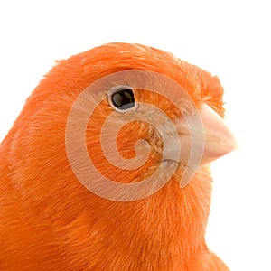 Red canary on its perch