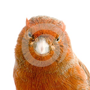 Red canary on its perch