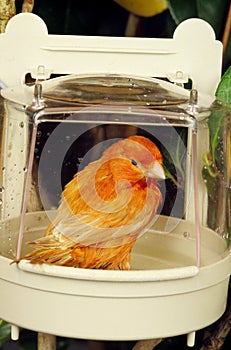 Red Canary, serinus canaria, Adult having Bath