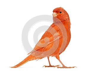 Red canary, Serinus canaria, against white background