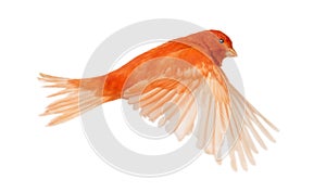 Red canary Serinus canaria, flying