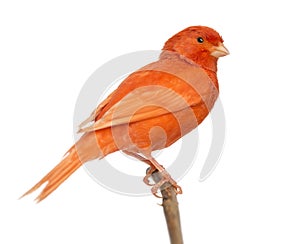 Red canary Serinus canaria, perched on a branch