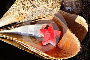 Red candle in pinna nobilis, noble pen shell, macro photography, closeup
