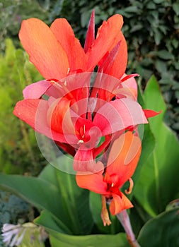 Red Canna exotic flower