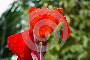 Red canna flower blooming in the morning in the garden