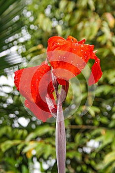 The red canna flower blooms beautifully naturally