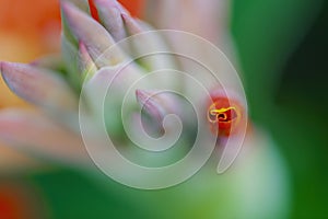 Red canna flower buds in close-up