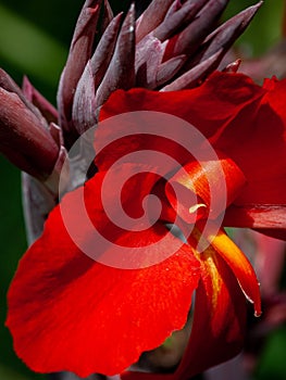 Red Canna Flower Close-up in the Garden