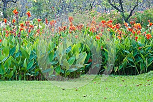 Red canna flower