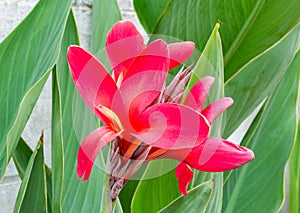 Red canna flower plants